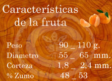 Owari - Características de la fruta