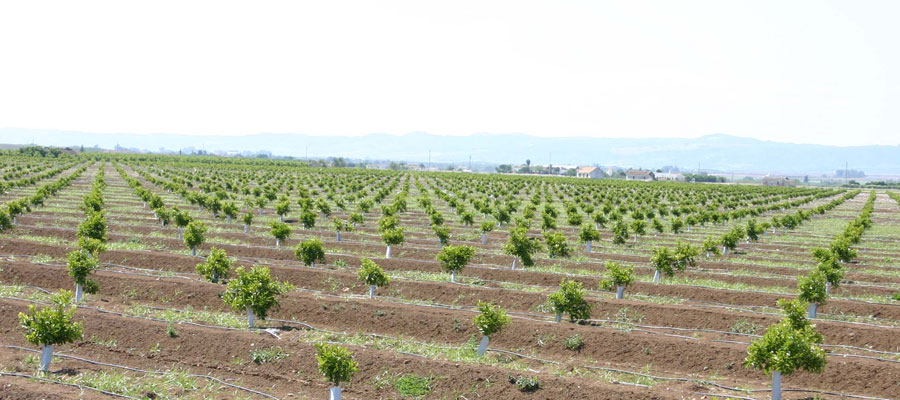 Viveros Adrián Gil - Vivero productor seleccionador de plantones certificados de cítricos